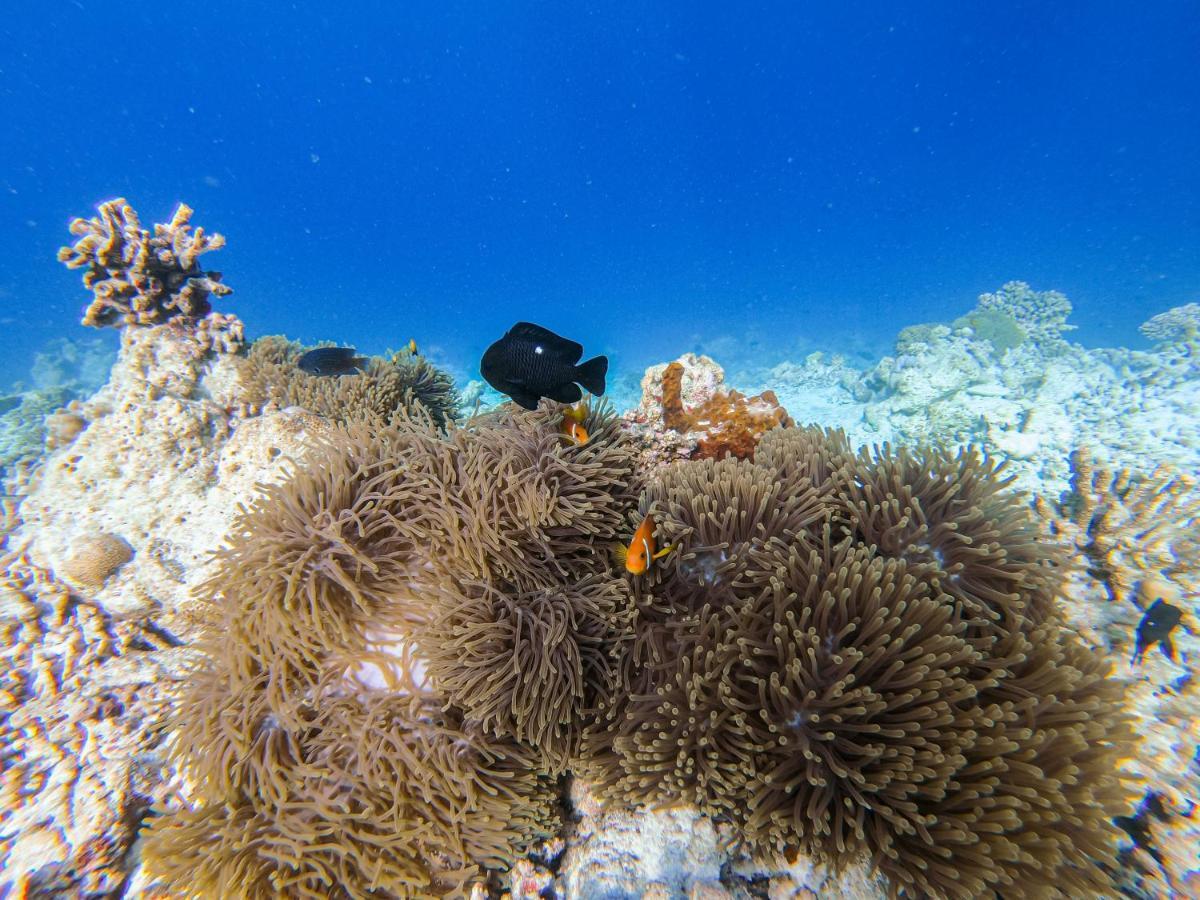 Nemo Inn Omadhoo Εξωτερικό φωτογραφία